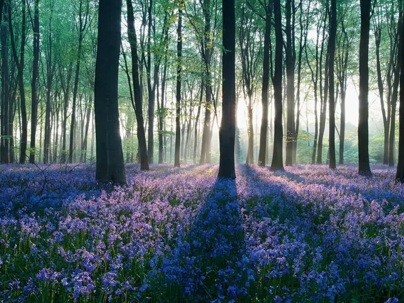 潔福（潔弗樂）塑膠地板：以生態(tài)設(shè)計為核，鑄就環(huán)保與品質(zhì)共生典范